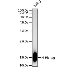Western Blot - Anti-His Tag Antibody [ARC2696] (A309752) - Antibodies.com