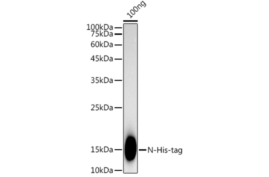 Western Blot - Anti-His Tag Antibody [ARC2696] (A309752) - Antibodies.com