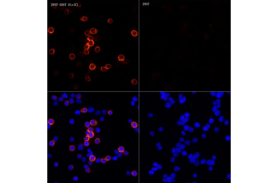 Immunofluorescence - Anti-His Tag Antibody [ARC2696] (A309752) - Antibodies.com