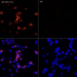 Immunofluorescence - Anti-His Tag Antibody [ARC2696] (A309752) - Antibodies.com