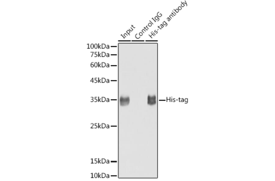 Western Blot - Anti-His Tag Antibody [ARC2696] (A309752) - Antibodies.com