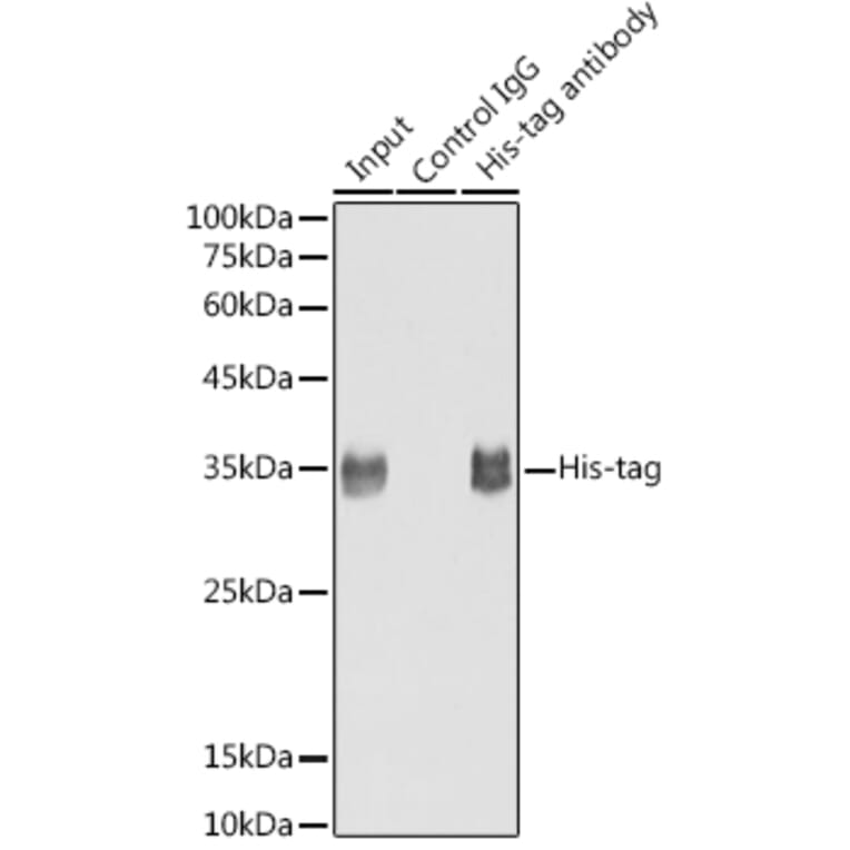 Western Blot - Anti-His Tag Antibody [ARC2696] (A309752) - Antibodies.com