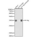 Western Blot - Anti-His Tag Antibody [ARC2696] (A309752) - Antibodies.com