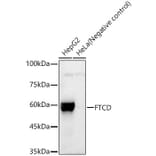 Western Blot - Anti-24(S)-Hydroxycholesterol Antibody (A309754) - Antibodies.com