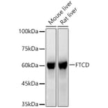 Western Blot - Anti-24(S)-Hydroxycholesterol Antibody (A309754) - Antibodies.com
