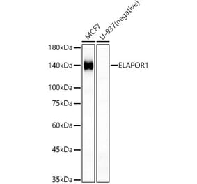 Western Blot - Anti-Estrogen-induced gene 121 protein Antibody (A309758) - Antibodies.com