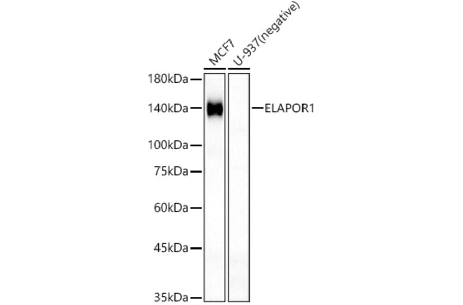 Western Blot - Anti-Estrogen-induced gene 121 protein Antibody (A309758) - Antibodies.com