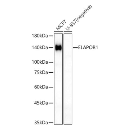 Western Blot - Anti-Estrogen-induced gene 121 protein Antibody (A309758) - Antibodies.com