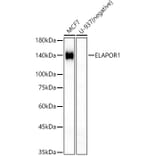 Western Blot - Anti-Estrogen-induced gene 121 protein Antibody (A309758) - Antibodies.com