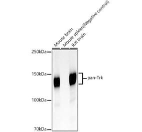 Western Blot - Anti-TrkA + TrkB + TrkC Antibody [ARC59539] (A309759) - Antibodies.com
