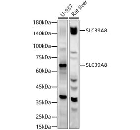 Western Blot - Anti-SLC39A8 Antibody (A309760) - Antibodies.com