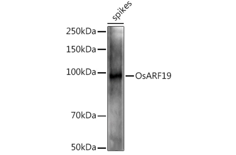 Western Blot - Anti-ARF19 Antibody (A309762) - Antibodies.com