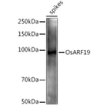 Western Blot - Anti-ARF19 Antibody (A309762) - Antibodies.com