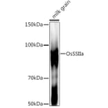 Western Blot - Anti-SSII-3 Antibody (A309770) - Antibodies.com