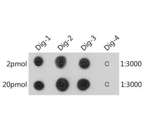 Dot Blot - Anti-Digoxin Antibody [ARC50289] (A309773) - Antibodies.com