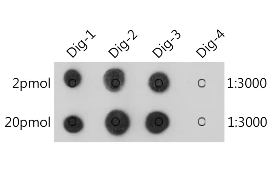 Dot Blot - Anti-Digoxin Antibody [ARC50289] (A309773) - Antibodies.com
