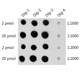 Dot Blot - Anti-Digoxin Antibody (A309774) - Antibodies.com