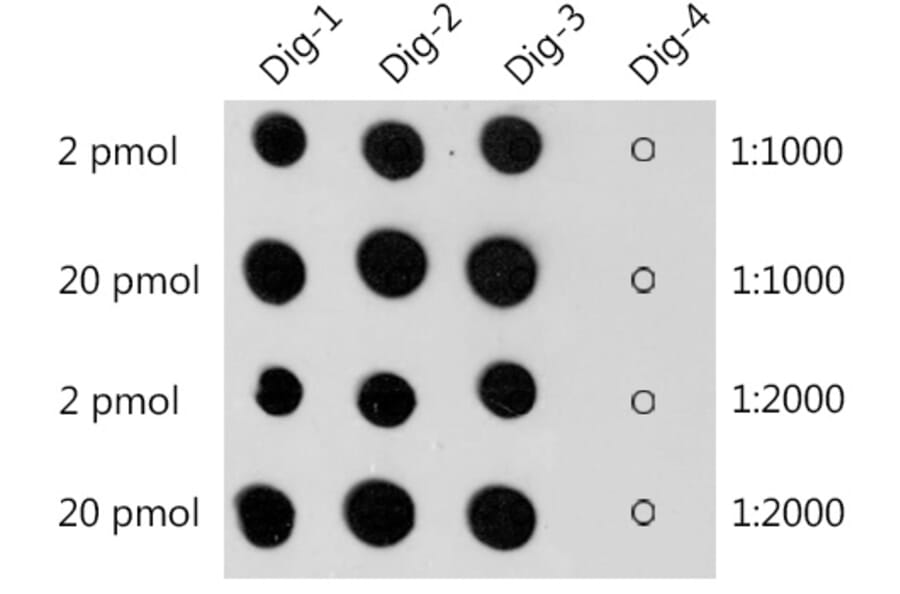 Dot Blot - Anti-Digoxin Antibody (A309774) - Antibodies.com