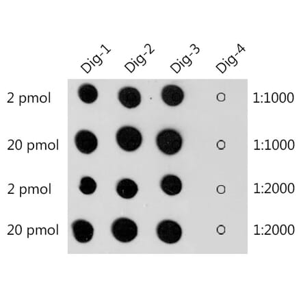 Dot Blot - Anti-Digoxin Antibody (A309774) - Antibodies.com