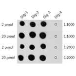 Dot Blot - Anti-Digoxin Antibody (A309774) - Antibodies.com