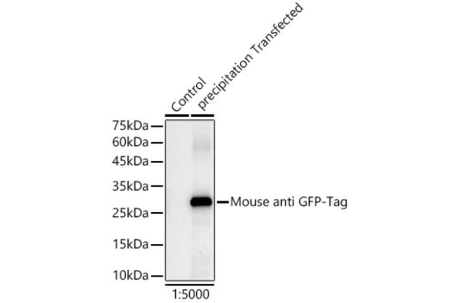 Western Blot - Anti-GFP-Tag Antibody [AMC0483R] (HRP) (A309775) - Antibodies.com