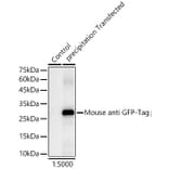 Western Blot - Anti-GFP-Tag Antibody [AMC0483R] (HRP) (A309775) - Antibodies.com