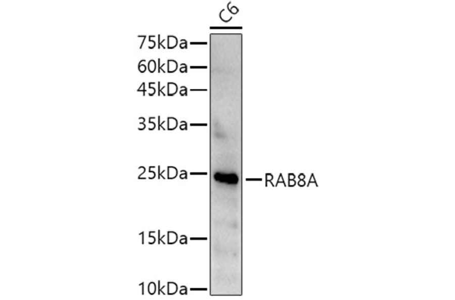 Western Blot - Anti-MBP Tag Antibody [AMC0522] (HRP) (A309778) - Antibodies.com