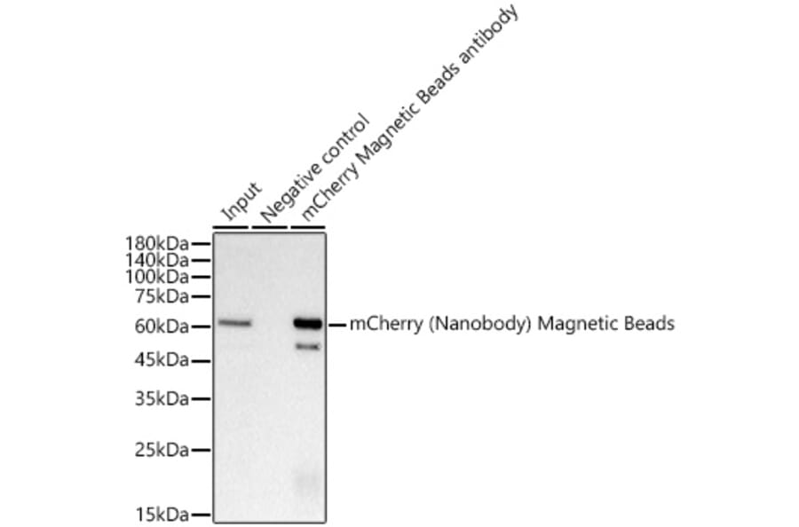 Western Blot - Anti-mCherry Nanobody (Magnetic Beads) (A309779) - Antibodies.com