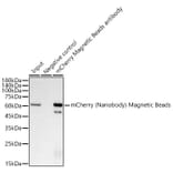 Western Blot - Anti-mCherry Nanobody (Magnetic Beads) (A309779) - Antibodies.com