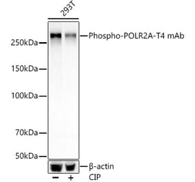 Western Blot - Anti-RNA polymerase II CTD repeat YSPTSPS (Phospho T4) Antibody [ARC56742] (A309780) - Antibodies.com