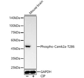 Western Blot - Anti-CaMKII alpha (phospho Thr286) Antibody [ARC57709] (A309781) - Antibodies.com