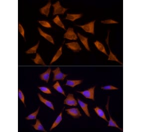 Immunofluorescence - Anti-AMPK alpha 1 Antibody (A309785) - Antibodies.com