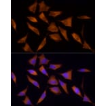 Immunofluorescence - Anti-AMPK alpha 1 Antibody (A309785) - Antibodies.com