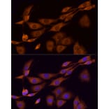 Immunofluorescence - Anti-AMPK alpha 1 Antibody (A309785) - Antibodies.com