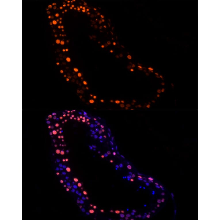 Immunofluorescence - Anti-hnRNP G-T Antibody [ARC2922] (A309791) - Antibodies.com