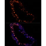 Immunofluorescence - Anti-hnRNP G-T Antibody [ARC2922] (A309791) - Antibodies.com