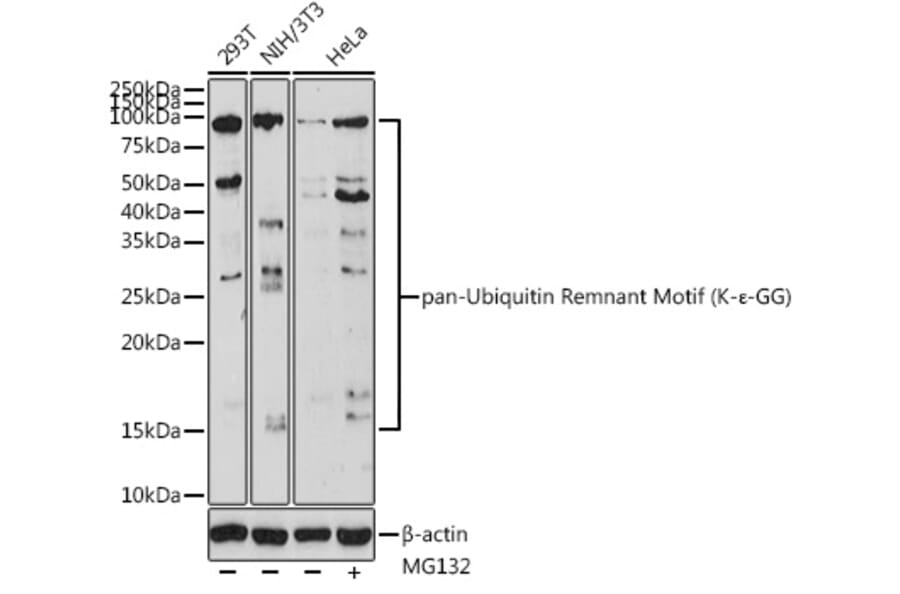 Western Blot - Anti-pan Ubiquitin Remnant Motif (K-e-GG) Antibody (A309793) - Antibodies.com