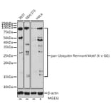 Western Blot - Anti-pan Ubiquitin Remnant Motif (K-e-GG) Antibody (A309793) - Antibodies.com