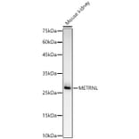 Western Blot - Anti-METRNL Antibody (A309794) - Antibodies.com