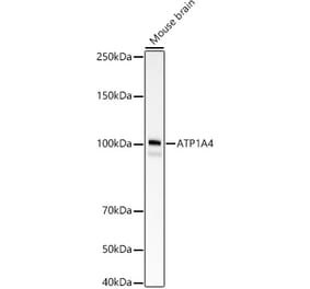 Western Blot - Anti-Sodium Potassium ATPase Antibody [ARC59773] (A309795) - Antibodies.com