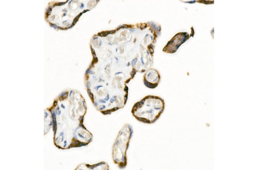 Immunohistochemistry - Anti-Sodium Potassium ATPase Antibody [ARC59773] (A309795) - Antibodies.com