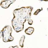 Immunohistochemistry - Anti-Sodium Potassium ATPase Antibody [ARC59773] (A309795) - Antibodies.com