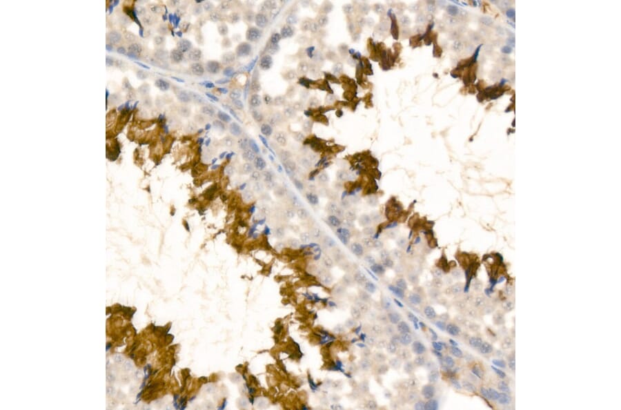 Immunohistochemistry - Anti-Sodium Potassium ATPase Antibody [ARC59773] (A309795) - Antibodies.com