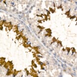 Immunohistochemistry - Anti-Sodium Potassium ATPase Antibody [ARC59773] (A309795) - Antibodies.com