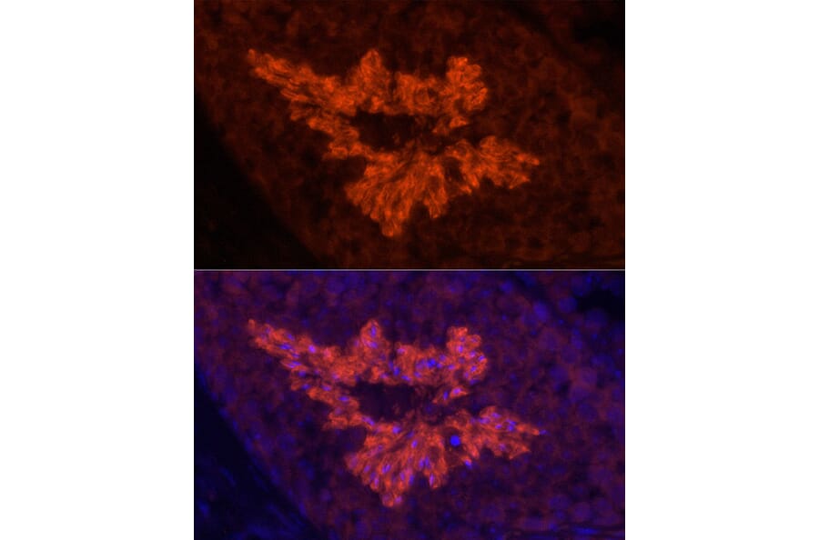 Immunofluorescence - Anti-Sodium Potassium ATPase Antibody [ARC59773] (A309795) - Antibodies.com