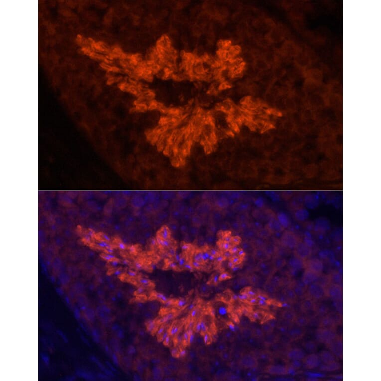 Immunofluorescence - Anti-Sodium Potassium ATPase Antibody [ARC59773] (A309795) - Antibodies.com