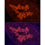 Immunofluorescence - Anti-Sodium Potassium ATPase Antibody [ARC59773] (A309795) - Antibodies.com