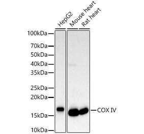 Western Blot - Anti-COX IV Antibody (A309799) - Antibodies.com