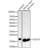 Western Blot - Anti-COX IV Antibody (A309799) - Antibodies.com
