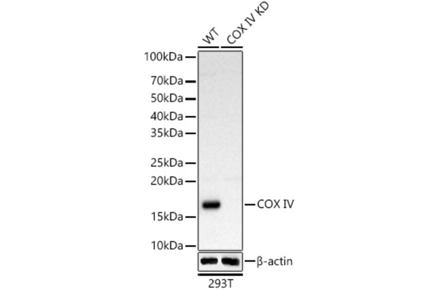 Western Blot - Anti-COX IV Antibody (A309799) - Antibodies.com